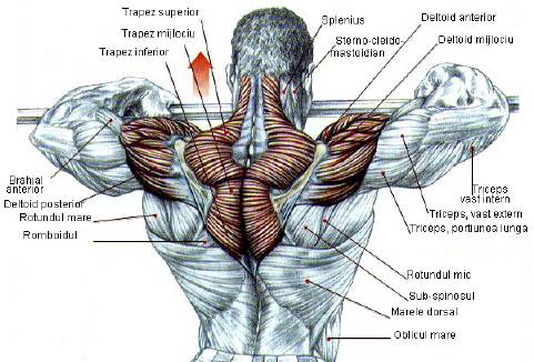 Extensii prin trageri verticale cu bara