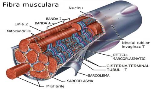 Cresterea musculara