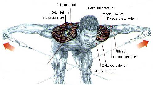 Exercitii Umeri Culturism