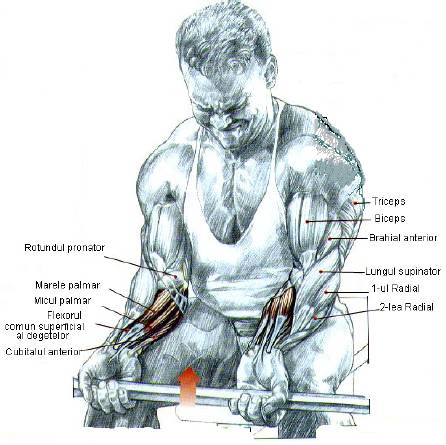 Flexia Pumnului Cu Bara