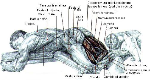 Flexia gambei pe coapsa la helcometru